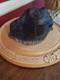 Rare 1957 Solid Cast Iron Foundry Marked Door Stop Bullfrog On Lily Pad 14 Lbs