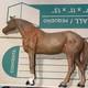 Vintage Horse Doorstop Cast Iron 3lbs. 1.1 Oz. 10.5 Long X 7.5 Tall Edw11