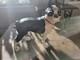 Butée De Porte En Fonte Style Hubley Boston Terrier Grand Chien Animal 7 Lbs+